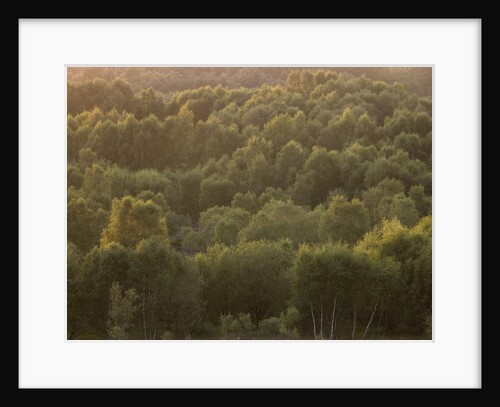 Tree tops at dusk by Assaf Frank